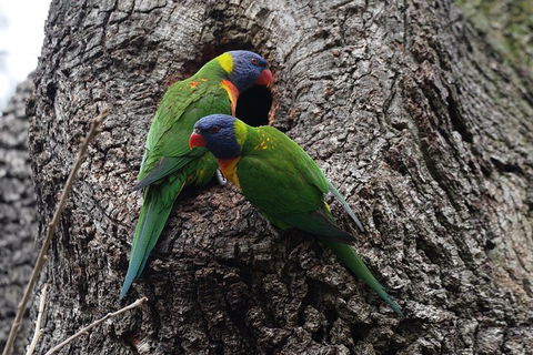 Private Blue Mountains Insider Tour From Sydney - Nambucca Heads Accommodation 3