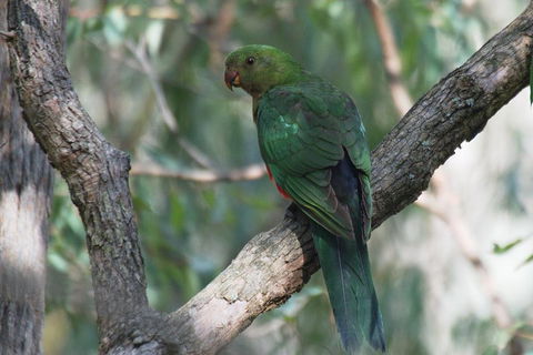 Private Blue Mountains Insider Tour From Sydney - Nambucca Heads Accommodation 5