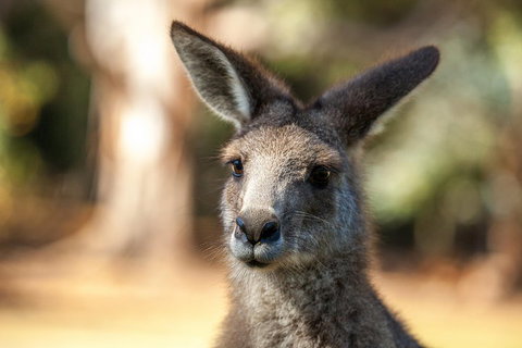 Port Arthur And Tassie Devils Active Day Tour From Hobart - Nambucca Heads Accommodation 2