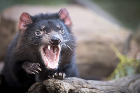 Port Arthur And Tassie Devils Active Day Tour From Hobart - Nambucca Heads Accommodation 3