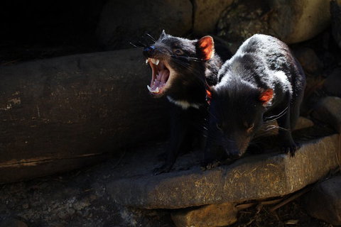 Port Arthur And Tassie Devils Active Day Tour From Hobart - Nambucca Heads Accommodation 4
