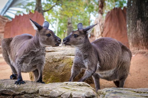Australia Multi-City Attractions Pass - Nambucca Heads Accommodation 4