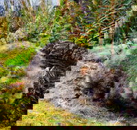 Cradle Mountain National Park Day Tour from Launceston - Nambucca Heads Accommodation