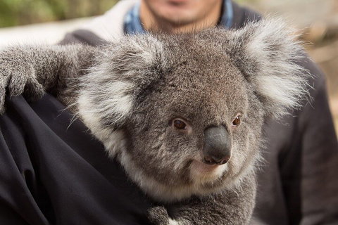 Bonorong Wildlife Park And Richmond Afternoon Tour From Hobart - Nambucca Heads Accommodation 2