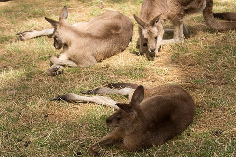 Bonorong Wildlife Park And Richmond Afternoon Tour From Hobart - Nambucca Heads Accommodation 3