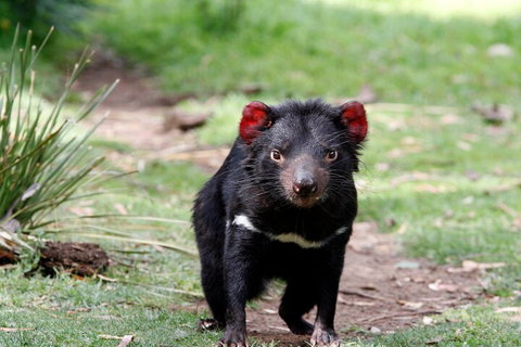 Bonorong Wildlife Park And Richmond Afternoon Tour From Hobart - Nambucca Heads Accommodation 4