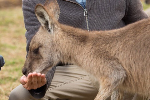 Bonorong Wildlife Park And Richmond Afternoon Tour From Hobart - Nambucca Heads Accommodation 5