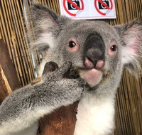 Kuranda Tour Deluxe Course with Kuranda 3 Zoos or Free Course - Nambucca Heads Accommodation
