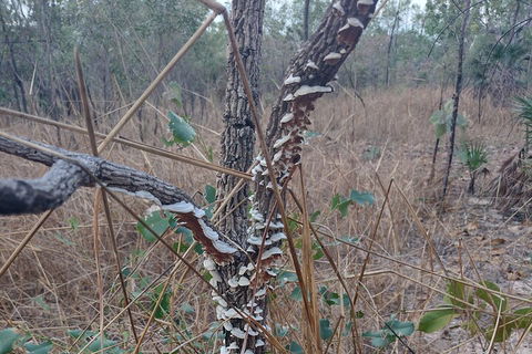 One Day Litchfield Park Adventures - Nambucca Heads Accommodation 3