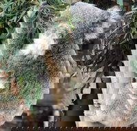 Private Blue Mountains and Wildlife Park Tour from Sydney with Barbecue Lunch - Nambucca Heads Accommodation