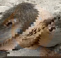 Kangaroo Island Scenic Trail Tour - Nambucca Heads Accommodation