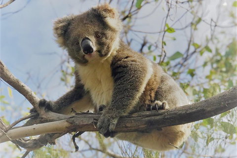 Kangaroo Island Scenic Trail Tour - Nambucca Heads Accommodation 2