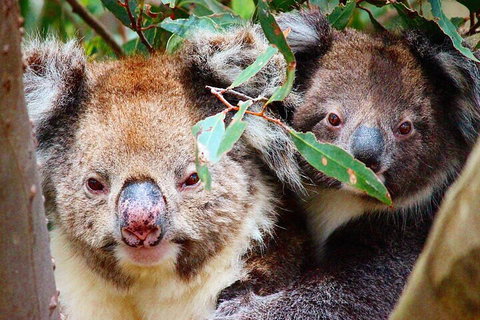 Small-Group Buggy Tour At Little Sahara With Guide - Nambucca Heads Accommodation 5