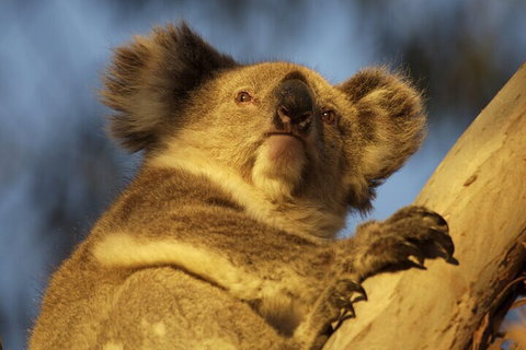 After Hours Electric Fatbike Tour In Kangaroo Island - Nambucca Heads Accommodation 2