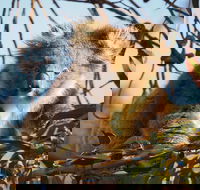 2-Hour Koala Walking Tour in Kangaroo Island - Nambucca Heads Accommodation