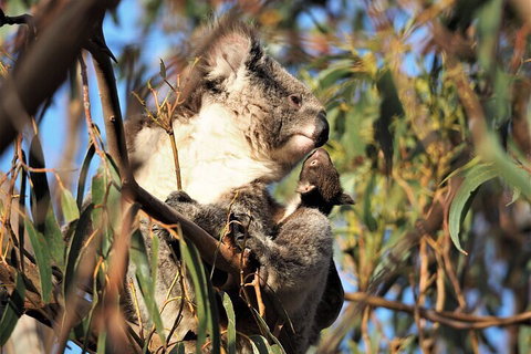 2-Hour Electric Fat Bike Tour In Kangaroo Island - Nambucca Heads Accommodation 1
