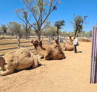 West MacDonnell Ranges Half-Day Small-Group Tour with Camel Ride - Nambucca Heads Accommodation