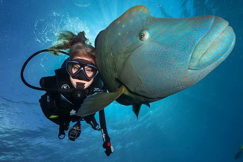 Great Barrier Reef Snorkeling And Diving Cruise From Cairns - Nambucca Heads Accommodation 0