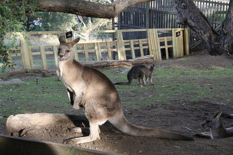 Mt. Wellington, Bonorong And Richmond Day Tour From Hobart - Nambucca Heads Accommodation 2