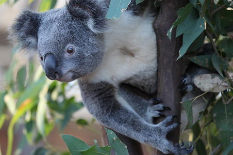 Sydney Attractions Pass: SEA LIFE Aquarium, Sydney Tower Eye, WILD LIFE Zoo And Madame Tussauds - Nambucca Heads Accommodation 2