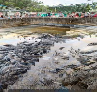 Hartley's Crocodile Adventures Day Trip from Palm Cove - Nambucca Heads Accommodation