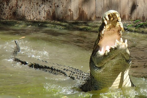 Hartley's Crocodile Adventures Day Trip From Palm Cove - Nambucca Heads Accommodation 3