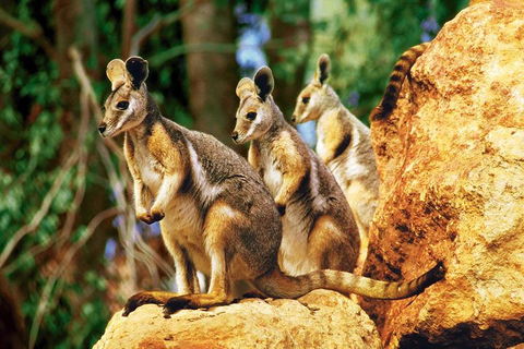 Sydney Harbour Hop On Hop Off Cruise With Taronga Zoo Entry - Nambucca Heads Accommodation 4