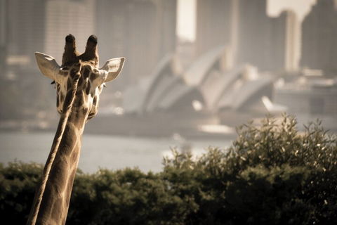 Sydney Harbour Hop On Hop Off Cruise With Taronga Zoo Entry - Nambucca Heads Accommodation 5