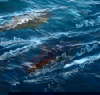 Sydney Whale-Watching Cruise - Nambucca Heads Accommodation