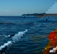 Mornington Peninsula Kayak Coastline Tour of Dolphin Sanctuary - Nambucca Heads Accommodation