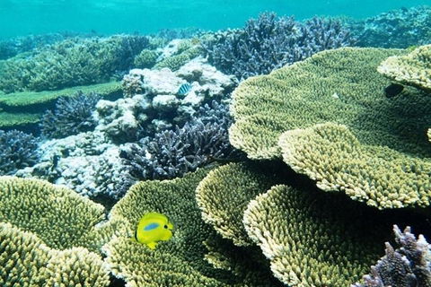 Abrolhos Islands Scenic Flight & Snorkel Adventure From Perth - Nambucca Heads Accommodation 4