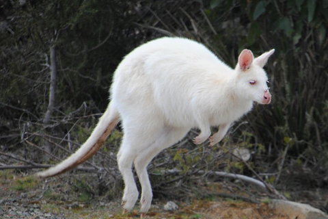 Small-Group Day Trip From Hobart To Bruny Island - Nambucca Heads Accommodation 2