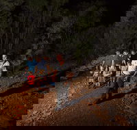 Alice Springs Desert Park Nocturnal Tour - Nambucca Heads Accommodation