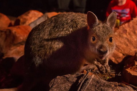 Alice Springs Desert Park Nocturnal Tour - Nambucca Heads Accommodation 3