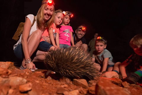 Alice Springs Desert Park Nocturnal Tour - Nambucca Heads Accommodation 5