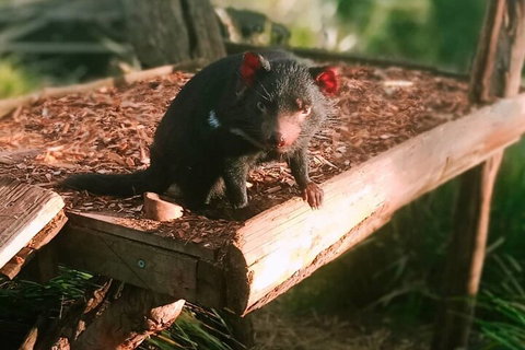 Bonorong Wildlife Park And Richmond Afternoon Tour From Hobart - Nambucca Heads Accommodation 4