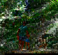 Full Day Daintree Rainforest and Mossman Gorge Tour - Nambucca Heads Accommodation