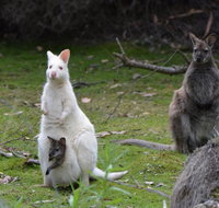 Full-Day Guided Bruny Island Tour from Hobart - Nambucca Heads Accommodation