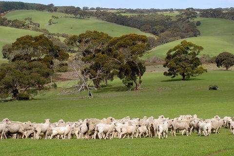 Kangaroo Island Luxury Small Group 'Island Life' Full Day Tour - Nambucca Heads Accommodation 1