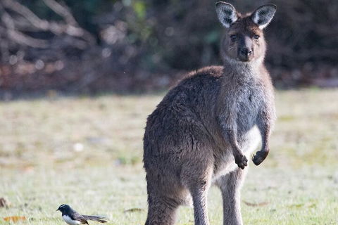 Kangaroo Island Luxury Small Group 'Island Life' Full Day Tour - Nambucca Heads Accommodation 2