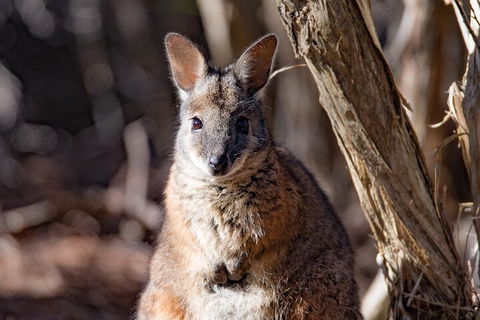 Kangaroo Island Luxury Small Group 'Island Life' Full Day Tour - Nambucca Heads Accommodation 3