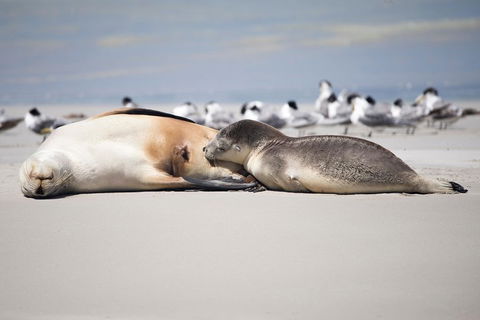 Kangaroo Island Luxury Small Group 'Island Life' Full Day Tour - Nambucca Heads Accommodation 5
