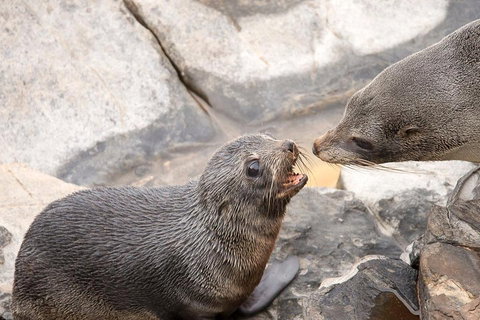 Kangaroo Island Luxury Small Group 'Flinders Chase Focus' Full Day Tour - Nambucca Heads Accommodation 2