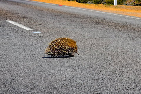 Kangaroo Island Luxury Small Group 'Flinders Chase Focus' Full Day Tour - Nambucca Heads Accommodation 3