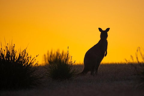 Kangaroo Island Luxury Small Group 'Flinders Chase Focus' Full Day Tour - Nambucca Heads Accommodation 5