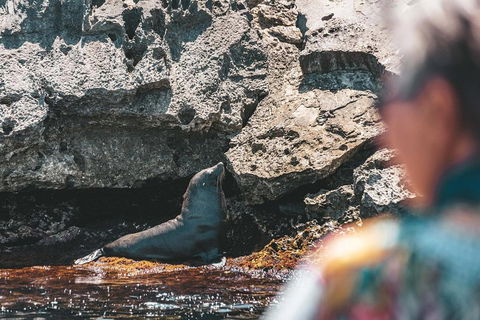 Adventure Rottnest Tour With Ferry & Adventure Cruise From Perth Or Fremantle - Nambucca Heads Accommodation 1