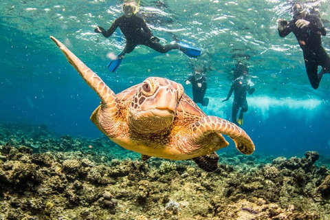 Great Barrier Reef Diving And Snorkeling Cruise From Cairns - Nambucca Heads Accommodation 3