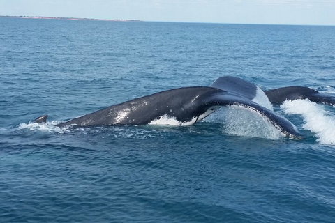 AOC Whale Watching From Broome - Nambucca Heads Accommodation 1