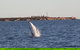 AOC Whale Watching From Broome - thumb 3