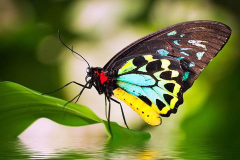 Australian Butterfly Sanctuary - Nambucca Heads Accommodation 4